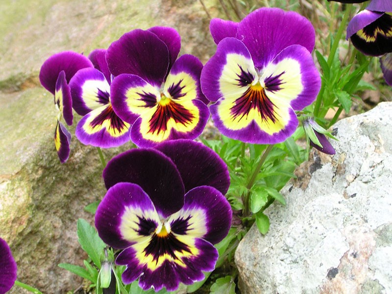 cultivo de violetas Vittrock