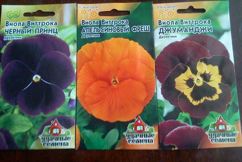 semillas de wittrock violeta