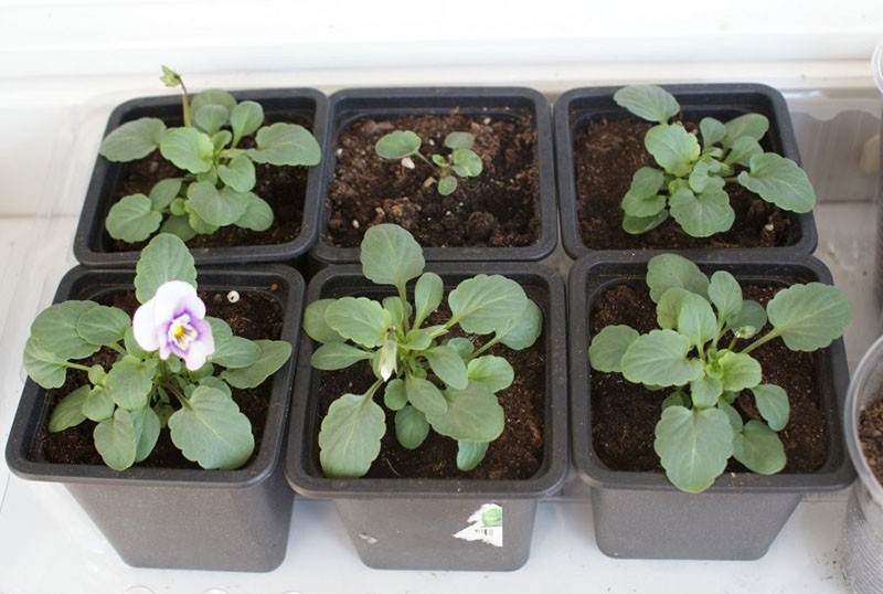 semillas de wittrock violeta