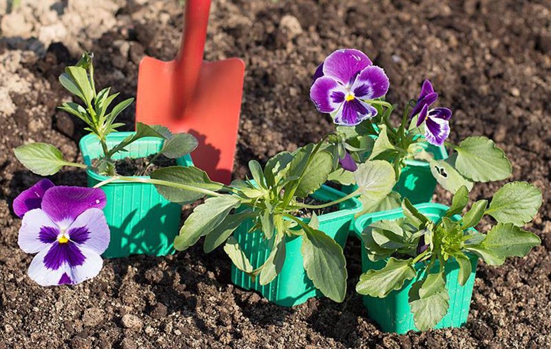 Plantación de plántulas de violeta Wittrock.
