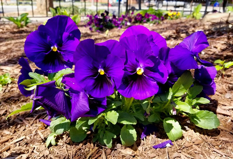 mulching violetas
