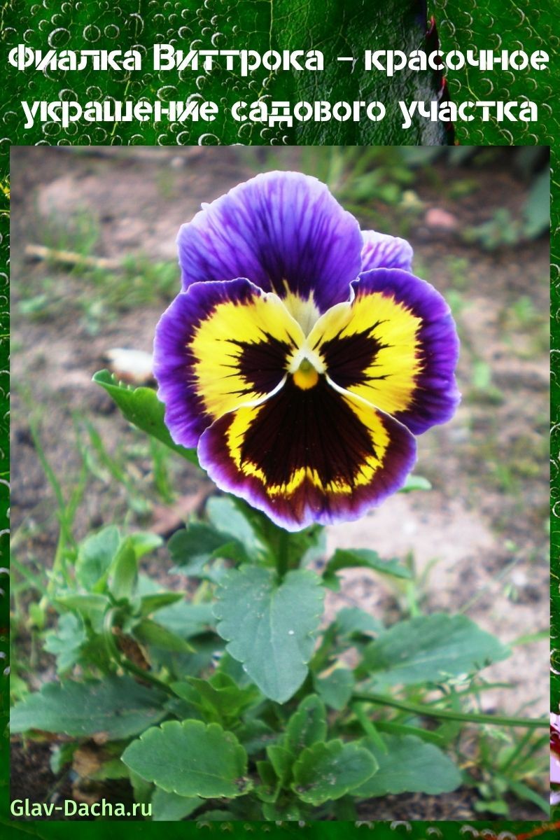 Wittrock violeta