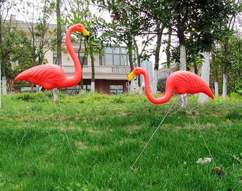 couple de flamants roses