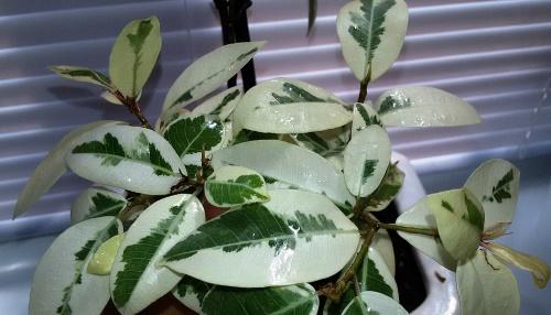 ficus panaché