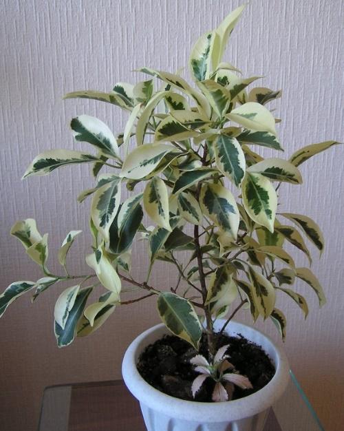 cultivo de ficus albumarginate