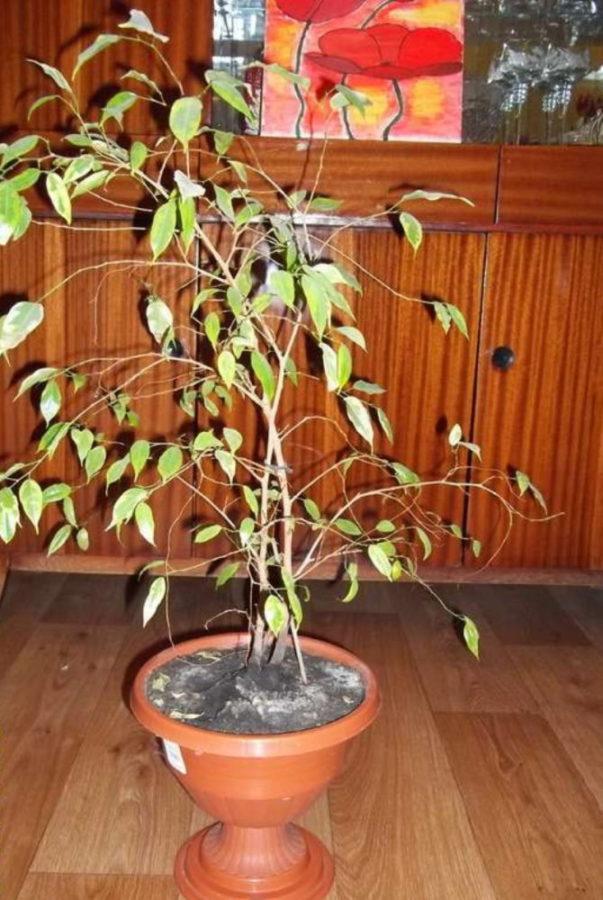 ficus carece de iluminación