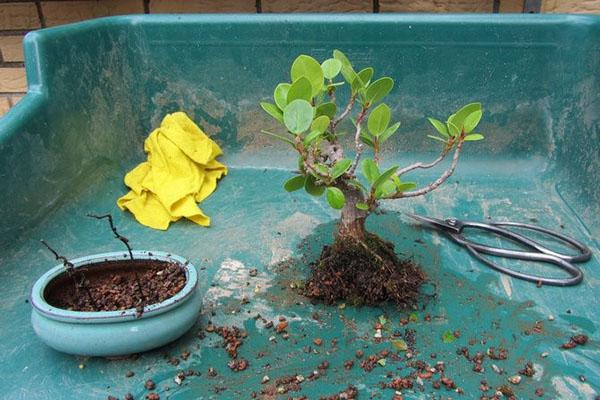 trasplante de microcarpio de ficus