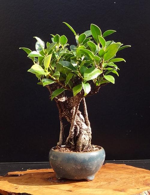 ficus microcarpe à la maison