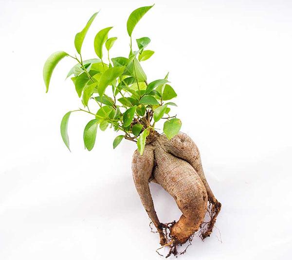 greffe de microcarpe ficus