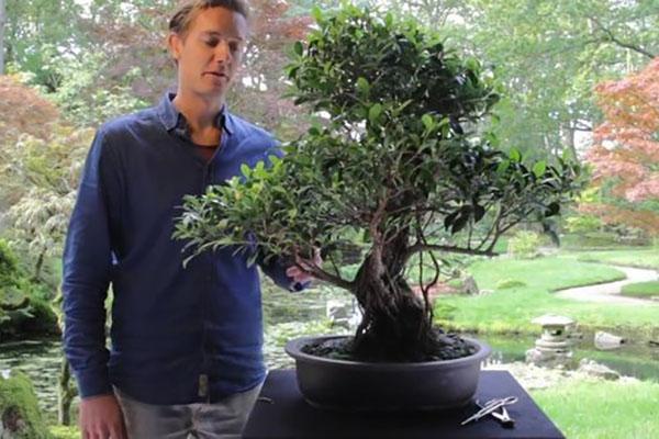 cuidado de ficus microcarpa