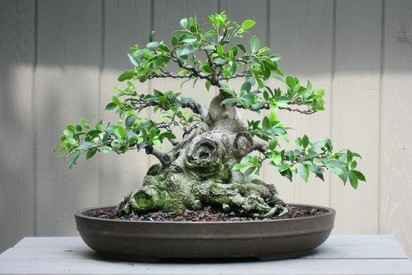 formación de bonsai