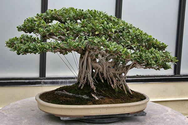 ficus microcarpe