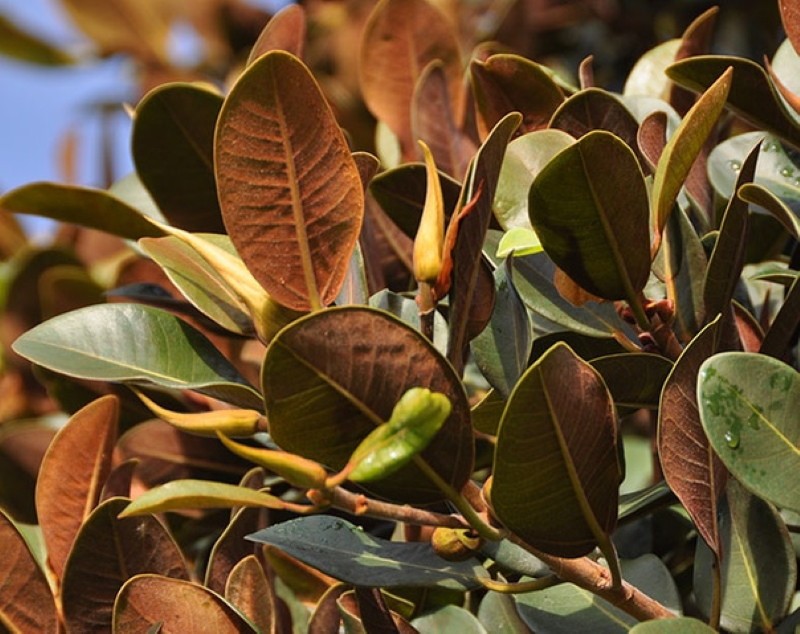 ficus rubyginose hojas