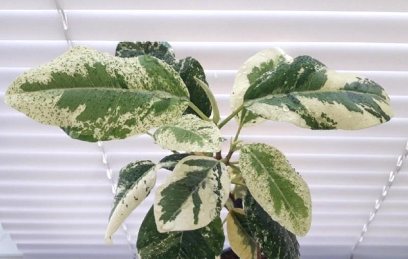 ficus rubiginose panaché