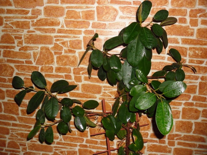 comment soigner le ficus rubiginose
