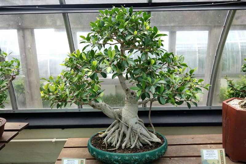 ficus rubiginose