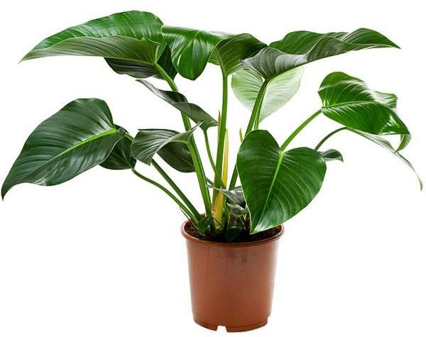 philodendron
