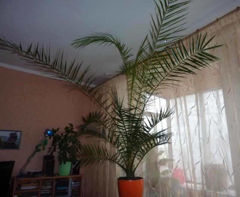 palmera datilera interior