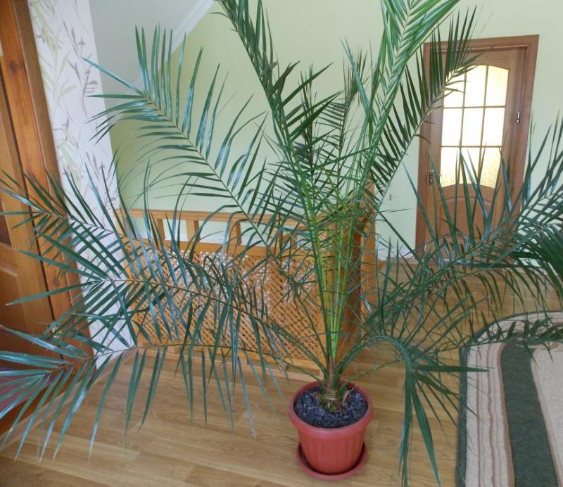 soins à domicile de palmier dattier