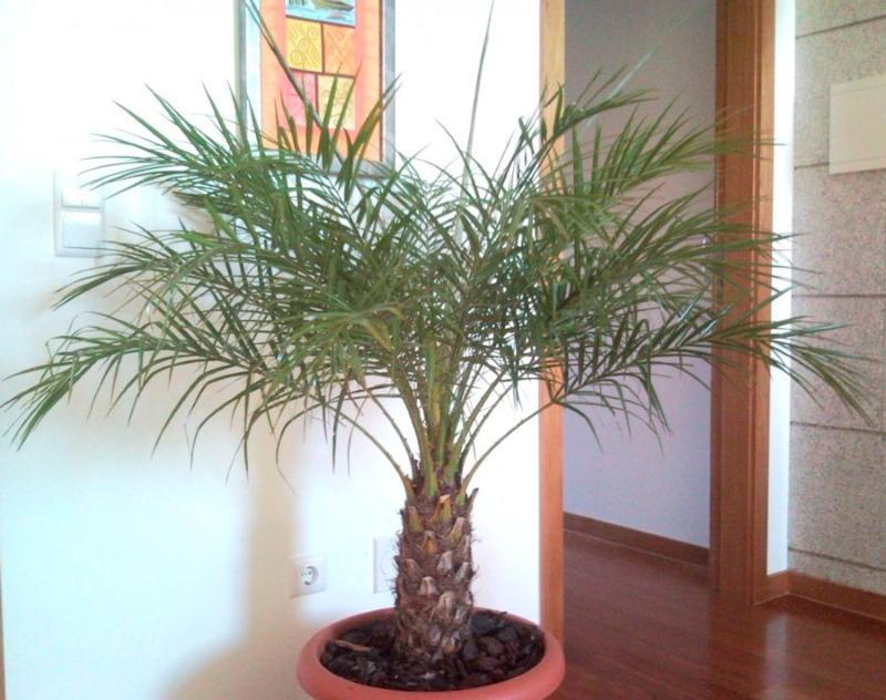 photo de soins à domicile de palmier dattier