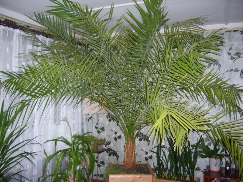 palmera datilera en casa
