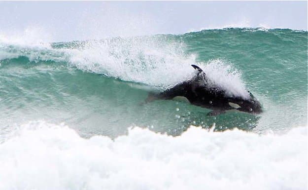 12.11.10 - Orca-Welpe beim Surfen in Sandy Bay, Northland, NZ. BILD/Copyright Michael Cunningham OBLIGATORISCH: Bildnachweis, KEIN Zuschneiden, KEINE Bildbearbeitung, NUR mit Genehmigung des Fotografen/Michael Cunningham verwendet werden.