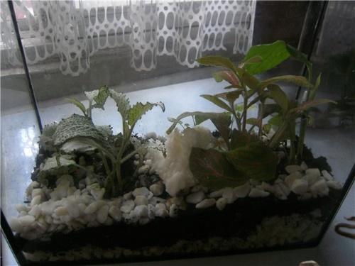 acuario con fittonia