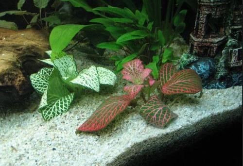 fittonia dans l'aquarium