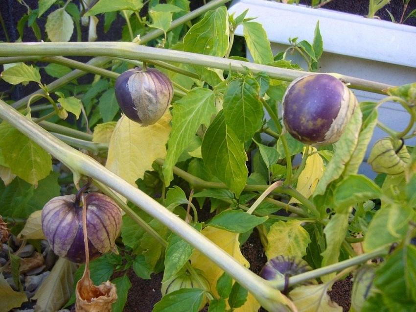 Vegetal Physalis