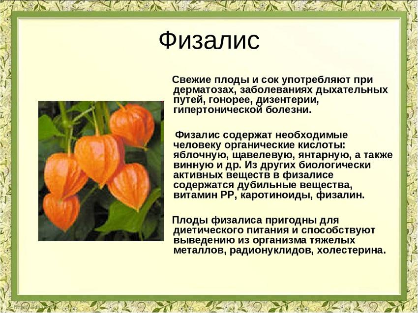 Physalis y sus propiedades beneficiosas