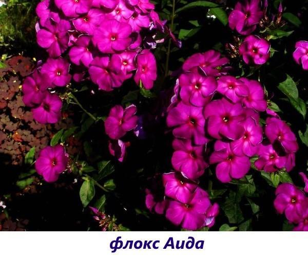 Phlox Aïda