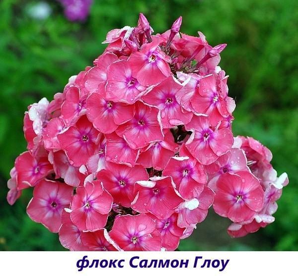 Phlox Salmon Glow