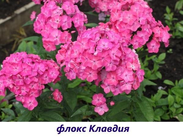 Phlox Claudia