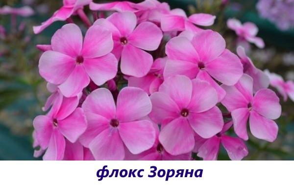 Phlox Zoryana