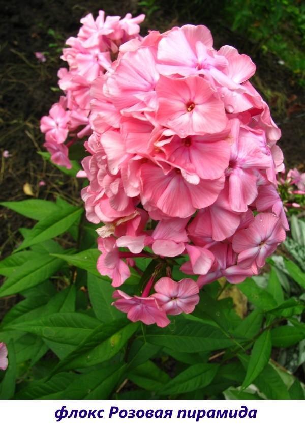 Pirámide Rosa Phlox