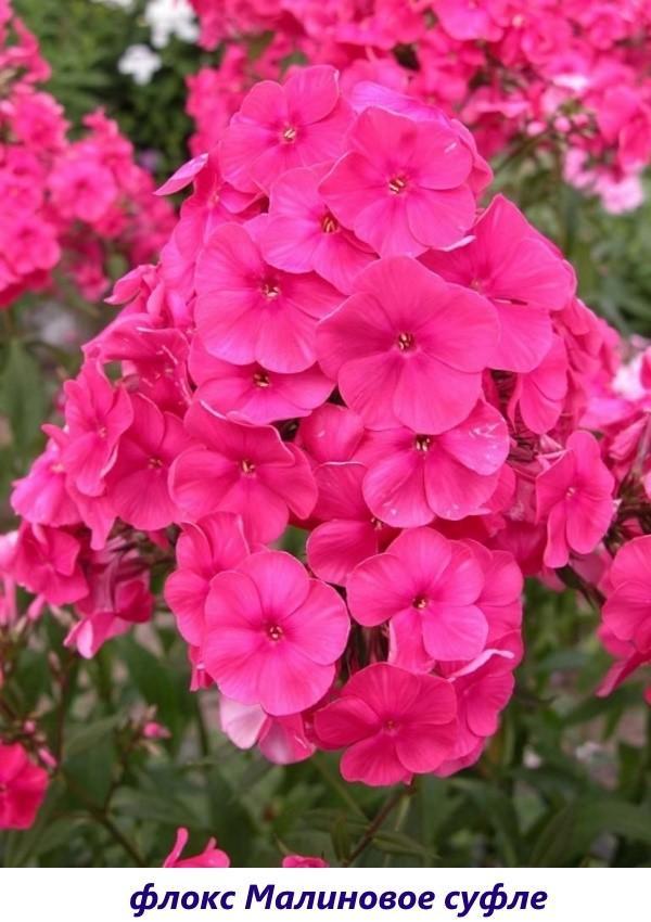 Soufflé Phlox Framboise