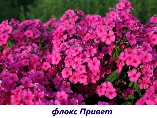 Bonjour Phlox