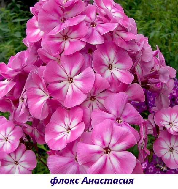 Phlox Anastasia