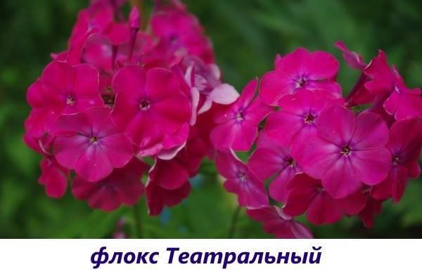 Phlox teatral