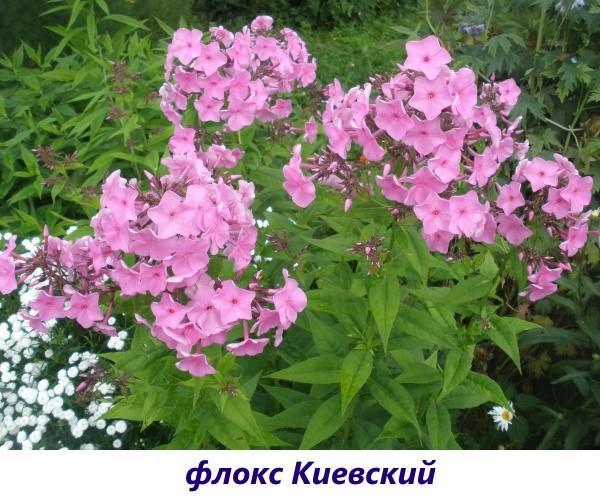 Phlox Kievsky