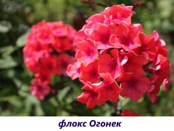 Phlox Ogonek