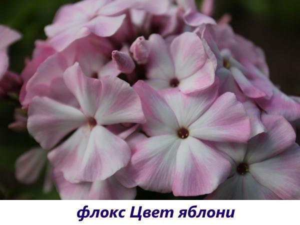 Flor de manzana Phlox