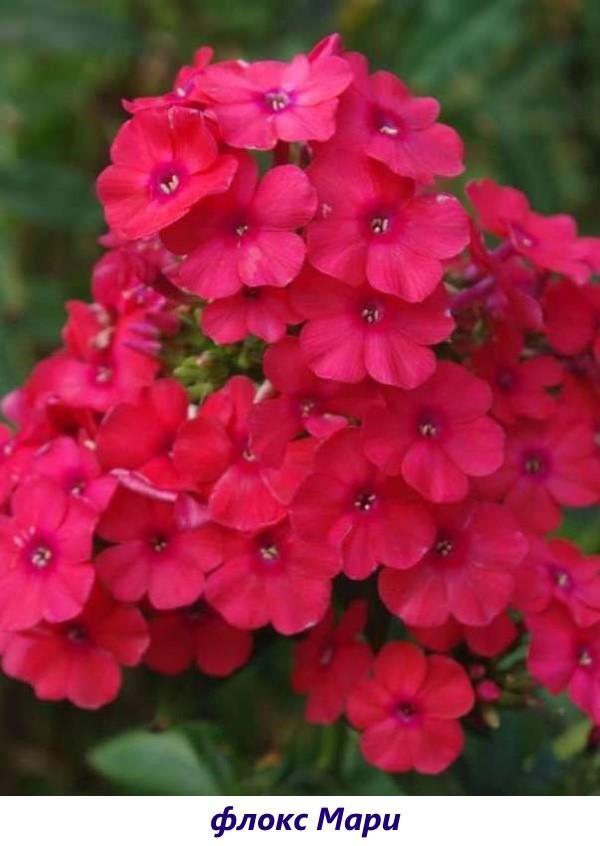 Phlox Marie