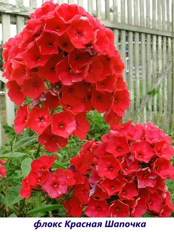 Phlox Caperucita Roja