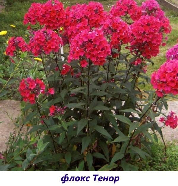 Tenor Phlox