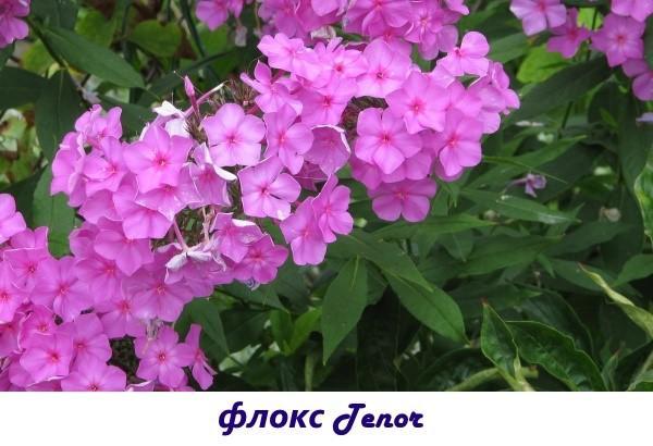 phlox ténor