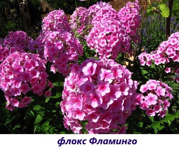 Flamant phlox