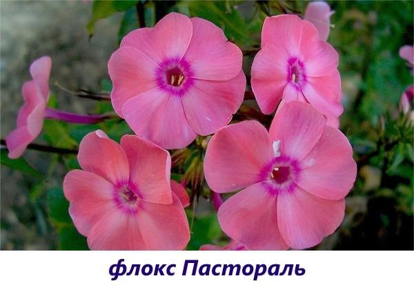 Pastorale Phlox