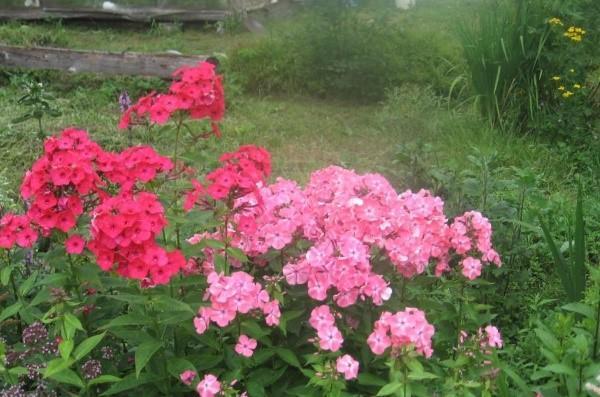 phlox rojo y rosa