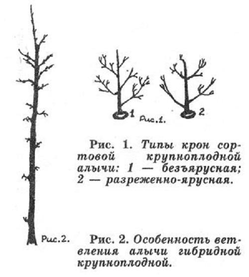 tipos de corona